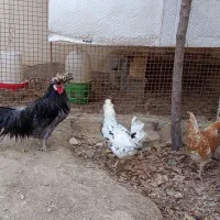 مرغ و خروس برهما و گلپایگانی‌|حیوانات مزرعه|چهارباغ, |دیوار