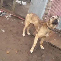 واگذاری فوری ماده سرابی