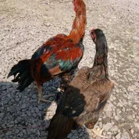 یک جفت لاری