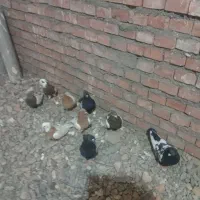 کبوتر ۹عدد