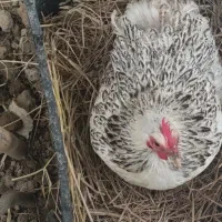 مرغ و خروس کوشین اصل