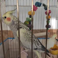 فروش عروس هلندی