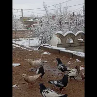 کفتر|پرنده|کیانشهر, |دیوار