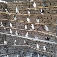 سیصد تا تهرونی کفتر پاکستانی کبوتر تهران پاکی|پرنده|خاش, |دیوار