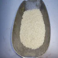برنج هاشمی محصول شخصی دررشت طارمسر