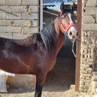 اسب نریان بسیار پرخون|اسب و تجهیزات اسب‌سواری|فامنین, |دیوار