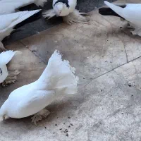 کبوتر|پرنده|تبریز, |دیوار