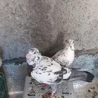 سه جفت کبوتر