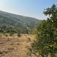 فروش-باغ-مرکبات