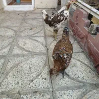 نیمچه مرغ گلین(لری)اصل