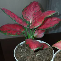 گل و گیاه طبیعی