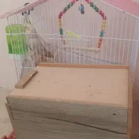 عروس هلندی|پرنده|بومهن, |دیوار