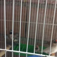 فنچ کرواتی مولد|پرنده|آزادشهر, |دیوار