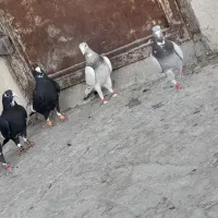 سلام
