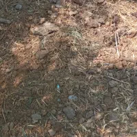 کود گاو