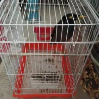 مرغ مینا سخن گو