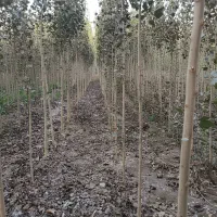 فقط امروز نهـال صنوـبر با ضمانت رشدوقیمت استثنایی