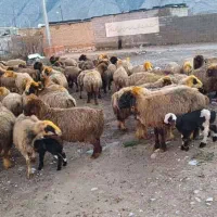 حیوانات مزرعه