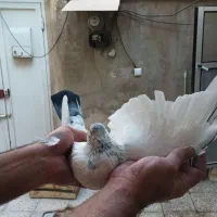 کفتر نر|پرنده|قم, نخودی|دیوار