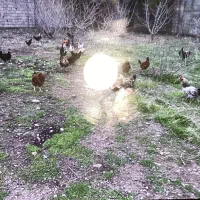 مرغ تخم گذار محلی