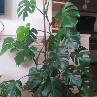 گل مونسترا برگ انجیری