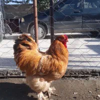 مرغ وخروس برهما|حیوانات مزرعه|گمیشان, |دیوار