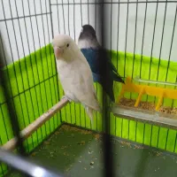 طوطی برزیلی مولد|پرنده|ملارد, |دیوار