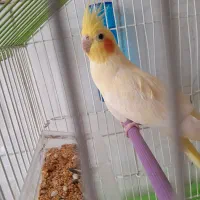 عروس هلندی ماده