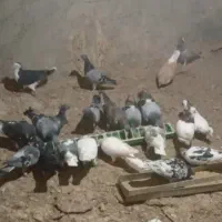 همه سالم و به شرط|پرنده|جغتای, |دیوار