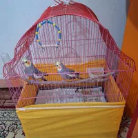 عروس هلندی