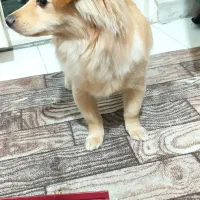 واگذاری سگ پامر اشپیز