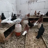 کبوتر سرور.دم سفیدسرخ و زرد
