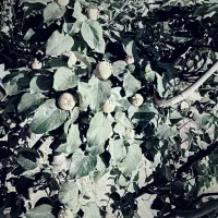 چال کود هرس فنس کشی سم پاشی