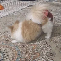 سگ گمشده|حیوانات|اصفهان, خانه اصفهان|دیوار