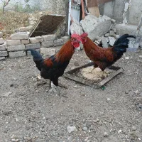 مرغ وخروس