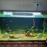 آکواریوم پلنت ۱متری شیشه خم