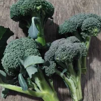 کلم بروکلی|گل و گیاه طبیعی|شهریار, شهرک بهاران (ویره)|دیوار