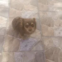 واگذاری سگ شناسنامه دار