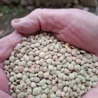 عدس  دشت مغان گرمی|عمده‌فروشی|گرمی, |دیوار