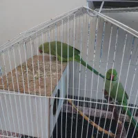 یک جفت طوطی ملنگو نرو ماده