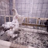 نیمچه و جوجه مرغ و خروس