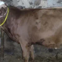 گاو و گوسالە سیمینتال