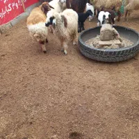 گوسفند|حیوانات مزرعه|خرمشهر, |دیوار