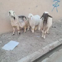 ۲راس میش جوان بره دار هر ۲راس بره نر|حیوانات مزرعه|مرودشت, تخت جمشید|دیوار