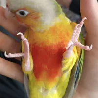 گرینچیک دستی و خیلی تُخس