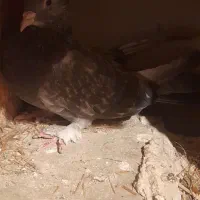 کبوتر معاوضه