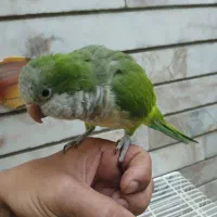 طوطی راهب نر فوق العاده دستی|پرنده|اصفهان, کوجان|دیوار