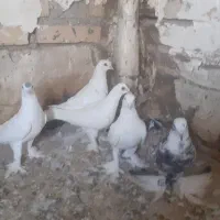 کبوتر