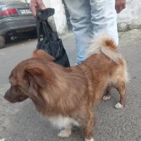 یک عدد سگ فروشی هستش|سگ|رشت, حمیدیان|دیوار