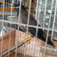 واگذاری جوجه مینا پاکستانی